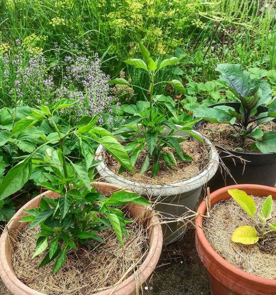 Plantes d'extérieur dans des pots en terre cuite