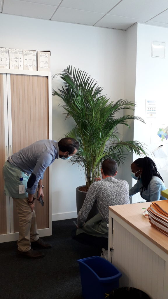 team building végétal plante, 3 personnes regardent sont accroupis devant une plante palmier.