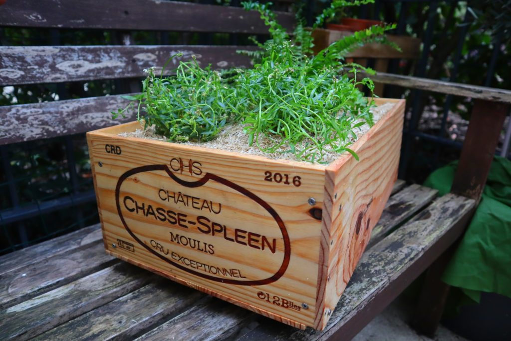 Plantes dans une caisse à vin en bois "Château Spleen"