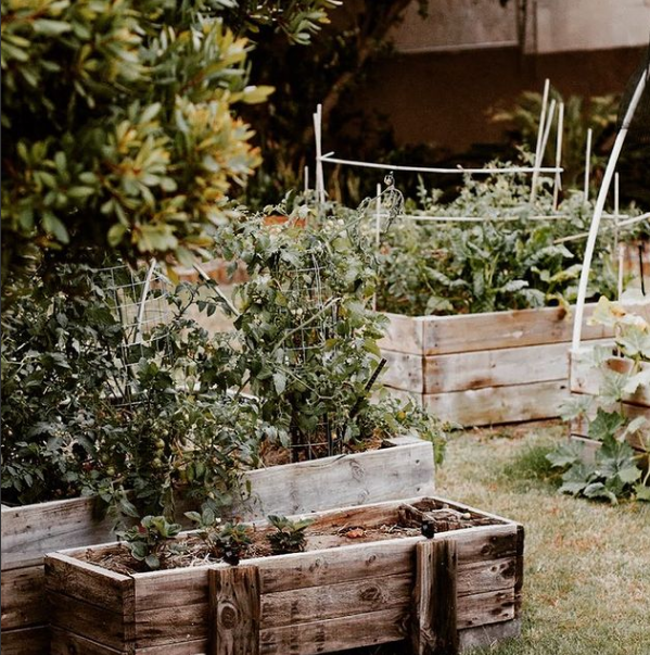 créer un potager d'entreprise dans notre jardin avec des bacs en bois sur le sol