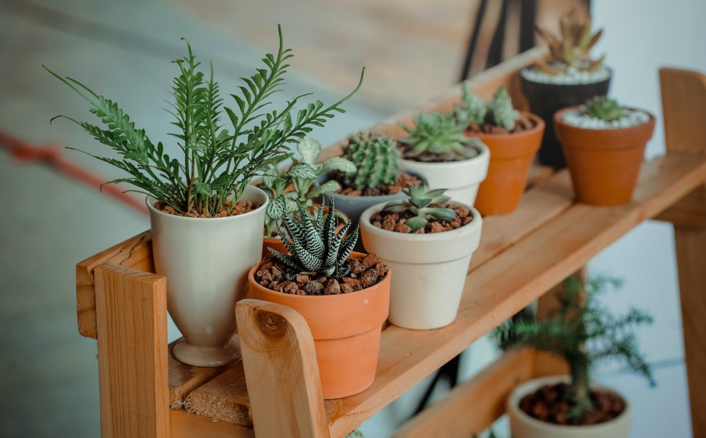 Plantes dans des pots disposées sur une étagère en bois