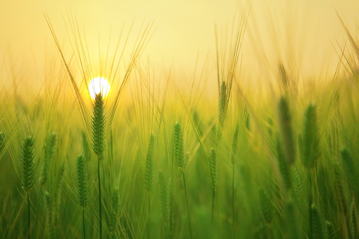 Soleil qui se lève derrière un champs de blé
