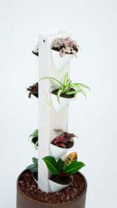 Plantes dans un potager vertical