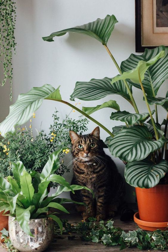 chat plantes