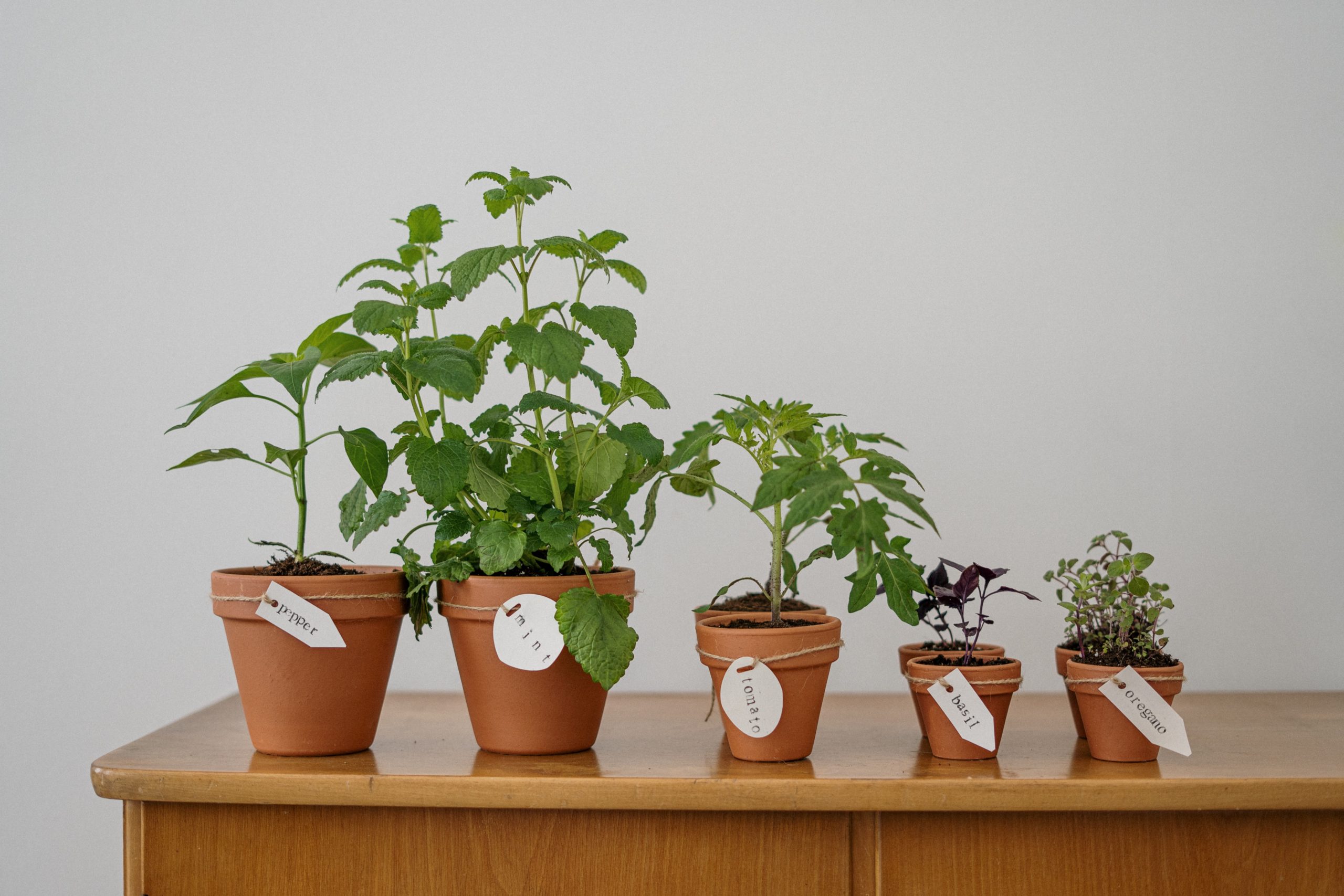 5 pots de plantes aromatiques alignés