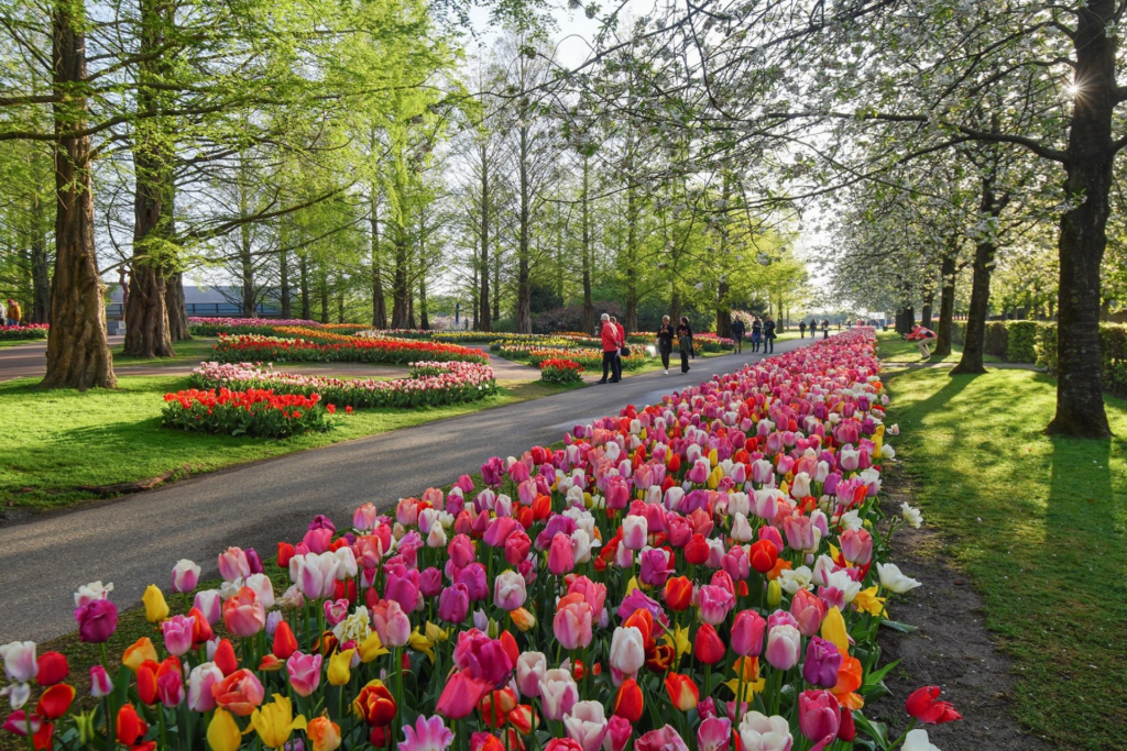 Jardin avec des tulipes