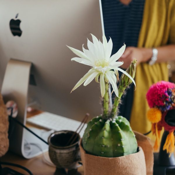 paul-hanaoka-jqgc0u3FrmI-unsplash paul-hanaoka-jqgc0u3FrmI-unsplash